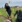 Plantning af træer i grøn naturpark udendørs